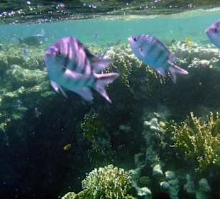 Feldwebelfische Nähe Hotel Iberotel Samaya