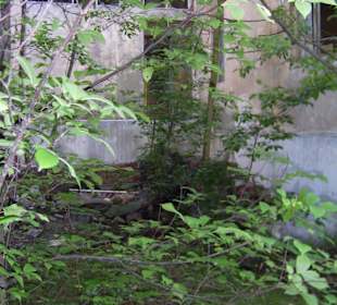 Zakład dla Nerwowo i Psychicznie Chorych Żydów Zofiówka