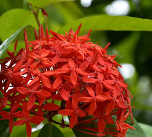 Ixora