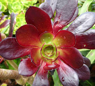 Minack Open Air Theatre