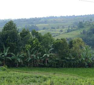 Reisterrassen auf Bali