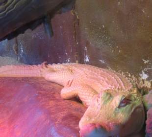 Albino-Alligator