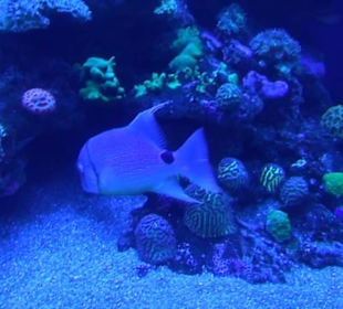 Palma Aquarium