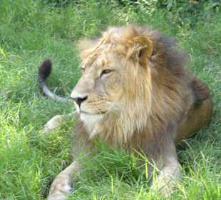 Löwe