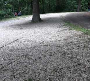 Wanderweg - Alter Steinbruch Pfaffenberg Runde