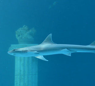 Nurkowanie z rekinem