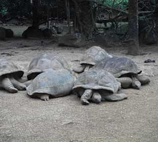 Im Vanille- Krokodilpark