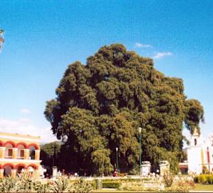 Heiliger Baum in Tule