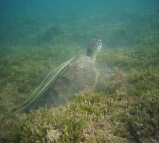 Schildkröte in der Bucht
