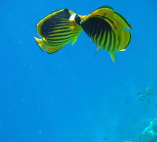 Unterwasserwelt Grand Makadi