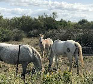 Wandern Saintes-Maries-de-la-Mer