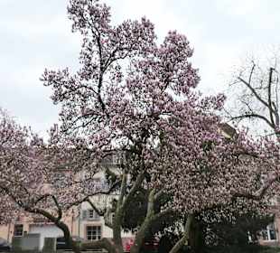 Beim New Britain Park in der Altstadt von Rastatt