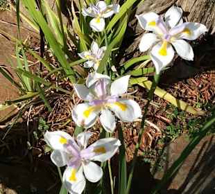 Pflanzenwelt im Blyde River Canyon