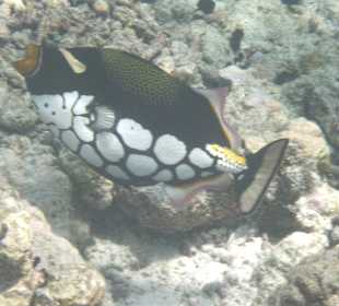 Leopardendrückerfisch