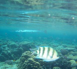 Trompetenfisch?