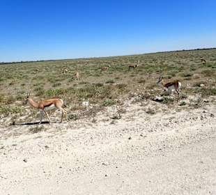 Etosha