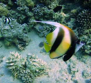 Rotmeer-Wimpelfisch am Hausriff