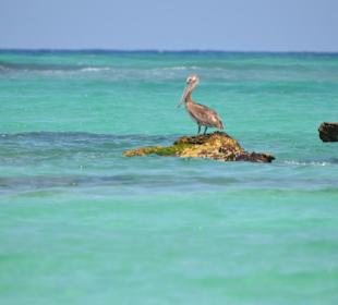 Pelikane am Chemuyil Strand