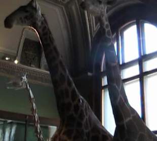 Naturhistorisches Museum