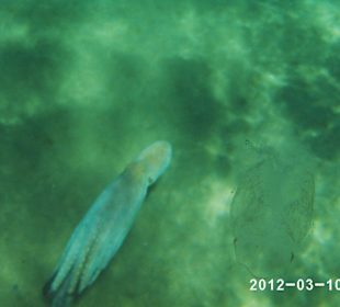 Leben im Wasser 3-8 m Tiefe