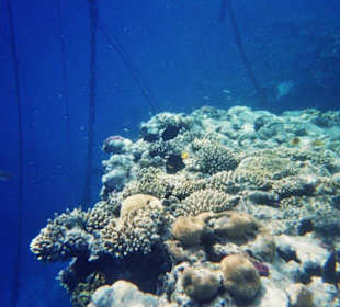 Schnorcheln am Hotelriff