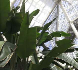 Palmenhaus
