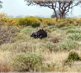 Leider nicht mehr so zahlreich