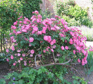 Sissinghurst in voller Blumenpracht