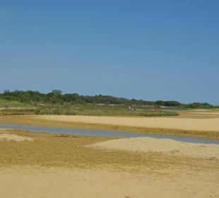 Strand von Bibione 06-2010