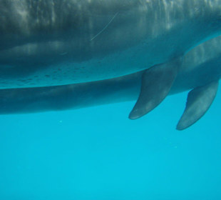 Dolphin house hurghada mit bob