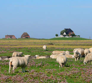 So begrüßt uns Nordstrandischmoor