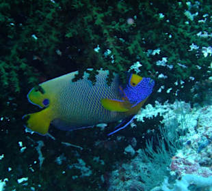 Tauchplatz "Bodu Gah"