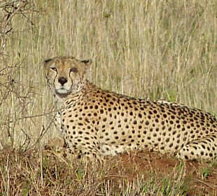Gepard beim Sonnenbad