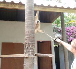 Monkey Theatre