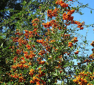 Herbst im Gesundheitspark Speckenbüttel