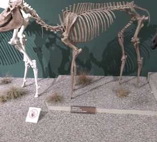 Staatliches Naturkunde Museum