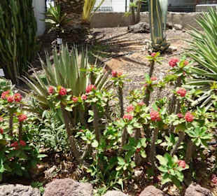 Schöner Garten