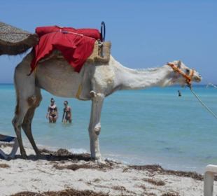 Flamingoinsel - Strand