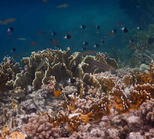 Schnorcheln El Quseir