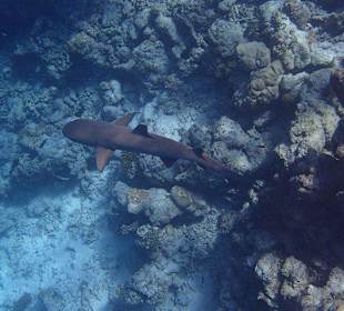 Hai - Schwarzspitzenriffhai