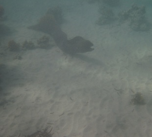 Lagune -trübes Wasser