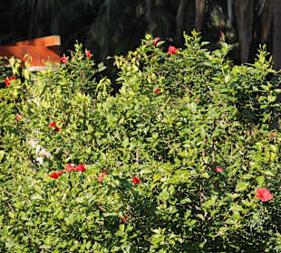 Company Gardens Kapstadt