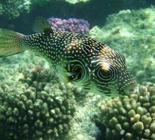 Kugelfisch