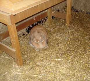 Kaninchen im Heu