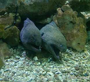 Schnorcheln Makadi Bay