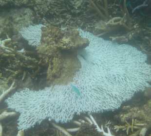 Красивый коралл.