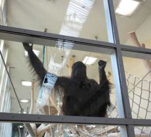 Innenraum der Orangs