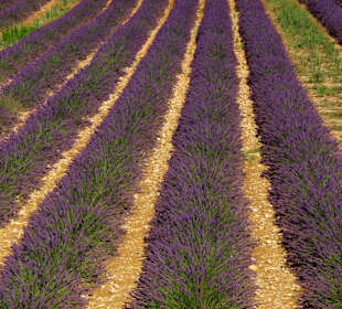 Lavendelfelder