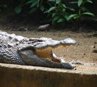 La Vanille Crocodile Park