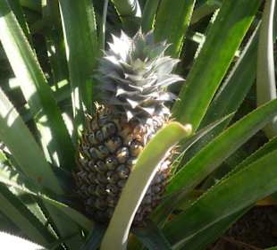 Ananasplantage